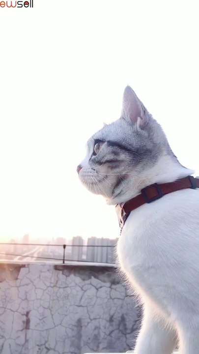 The tiger-hetiaded cat suddenly opens its eyes, scaring the owner away