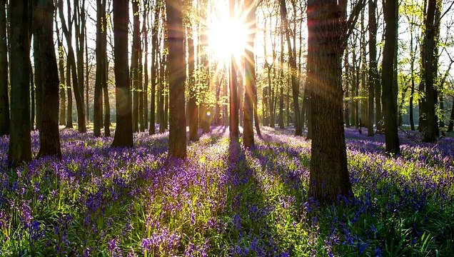 RELAXING FLUTE MUSIC - 5 MINUTE MEDITATION, YOGA, ZEN, MINDFULNESS