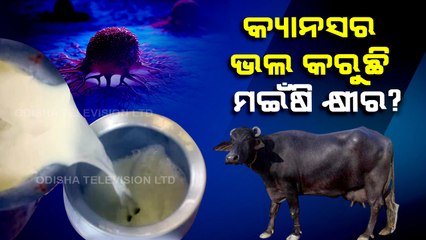 Chilika buffalo milk rakes NBAGR interest, could have life-saving properties
