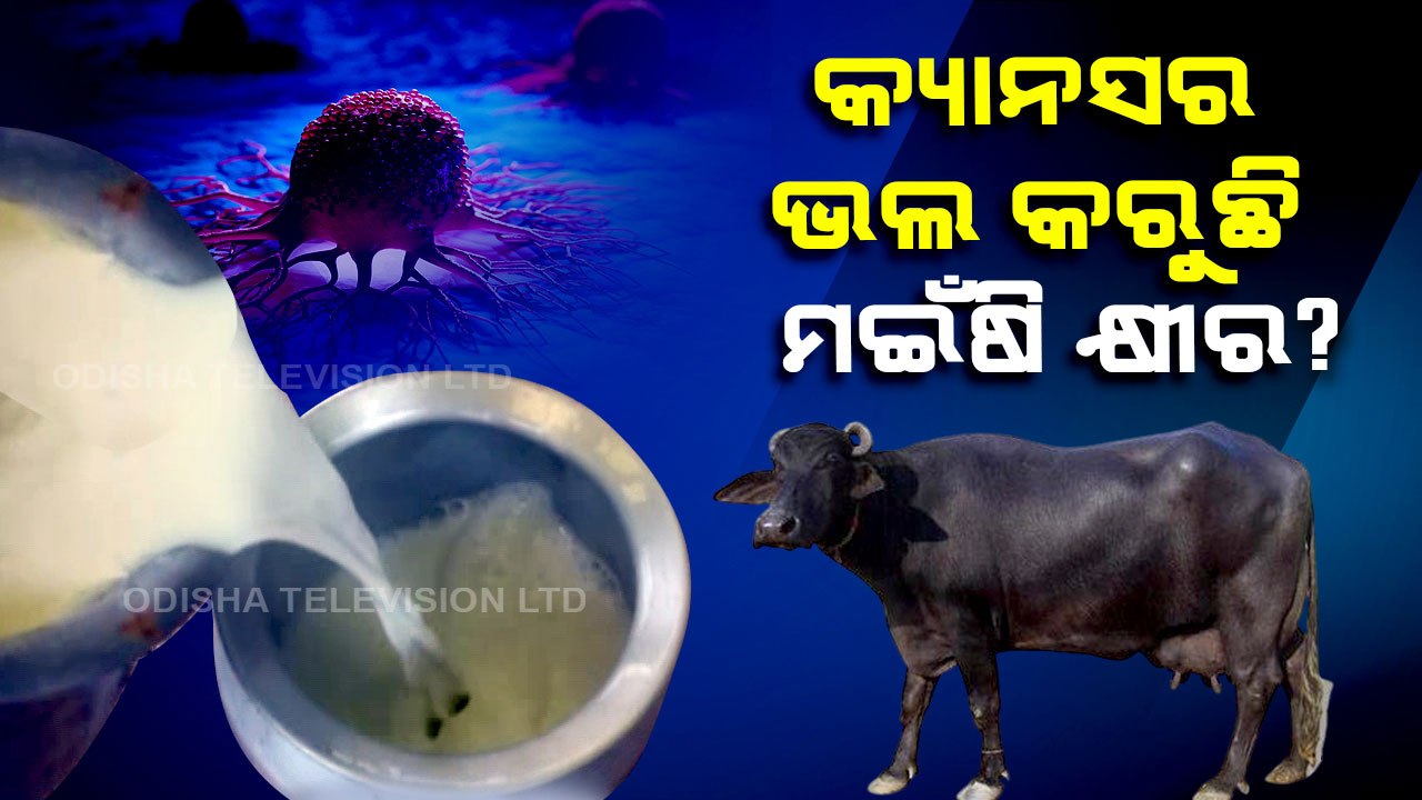 Chilika buffalo milk rakes NBAGR interest, could have life-saving properties