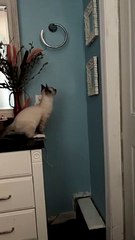 Cat Makes Big Leap into Mirror