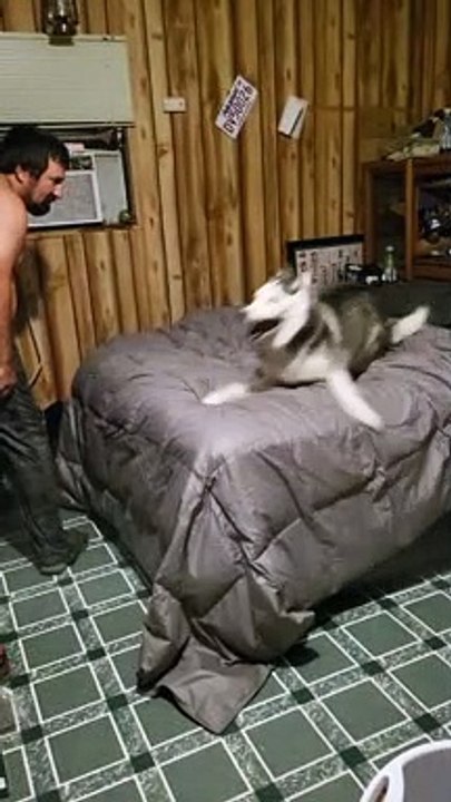 Husky's Nighttime Ritual