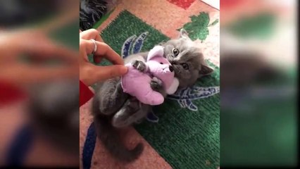 Cute animals | cute cats | funny cats videos |EP5