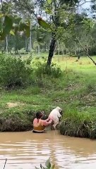 Woman Rescues Calf From Creek