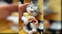 Cute animals | cute cats | funny cats videos |EP6