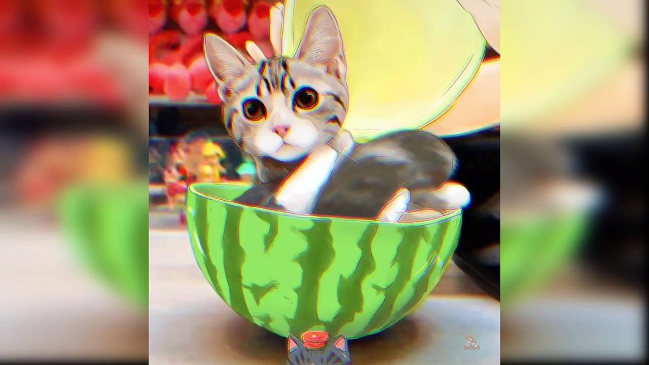 Baby CatsCute_and_Funny Cat_Videos