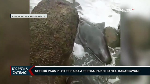 Seekor Paus Pilot Terluka dan Terdampar di Pantai Karangwuni Kulon Progo