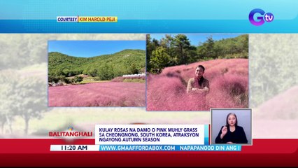 Kulay rosas na damo o pink muhly grass sa cheongnong, south korea, atraksyon ngayong autumn...  | BT
