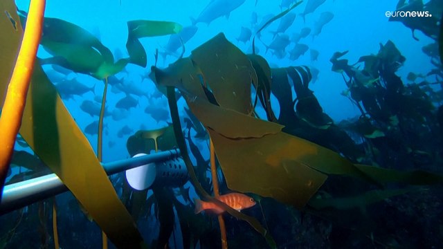 Fundação Azul protege o planeta azul com expedição em Portugal para salvar os oceanos