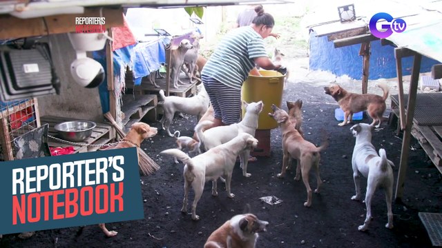 Mga asong gala, nakahanap ng bagong tahanan sa tulong ng ilang volunteer rescuers! | Reporter's Notebook