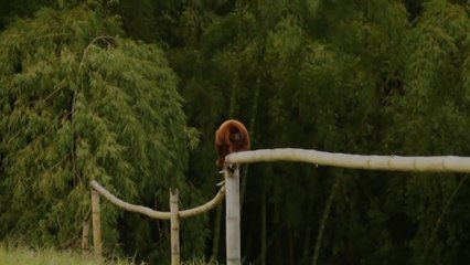 Monkey  walking very interesting