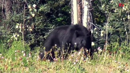 Jangal animals live:-