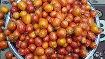 ازاي نعمل صلصة طماطم زي بتاعه المصانع مهما كانت الطماطم صفرا