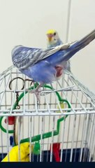 Live_budgies_parrot_laying_egg_on_the_cage_|_budgies_laying_egg_#budgies_#layingegg_#short_#birds(480p)