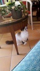 UN CHAT QUI BAILLE