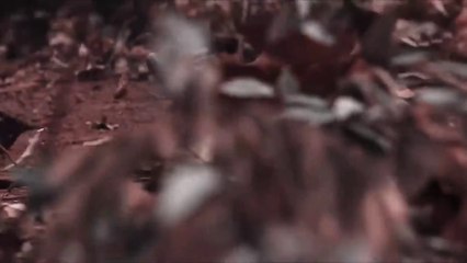 Pushpa 2 Teaser with Allu Arjun | Exciting Updates & Emotional Love Song ❤️