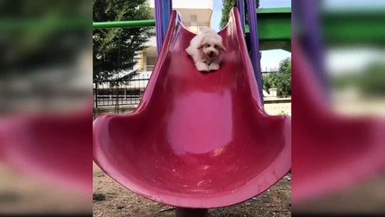 Cute dogs | baby dogs | cute animals videos