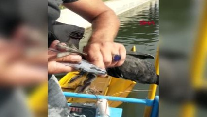 MİSİNAYA TAKILAN SAKARMEKE KUŞUNU KURTARDI