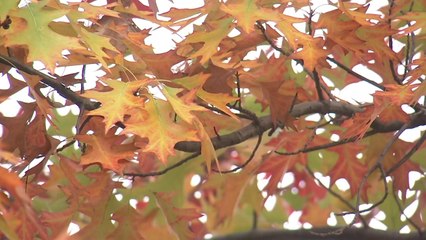 이른 추위 속 오늘 북한산 첫 단풍, 작년보다 2일 빨라 / YTN