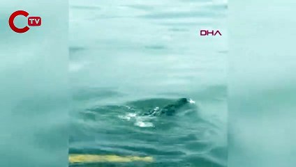 Misinaya takılan Sakarmeke kuşunu kurtardı