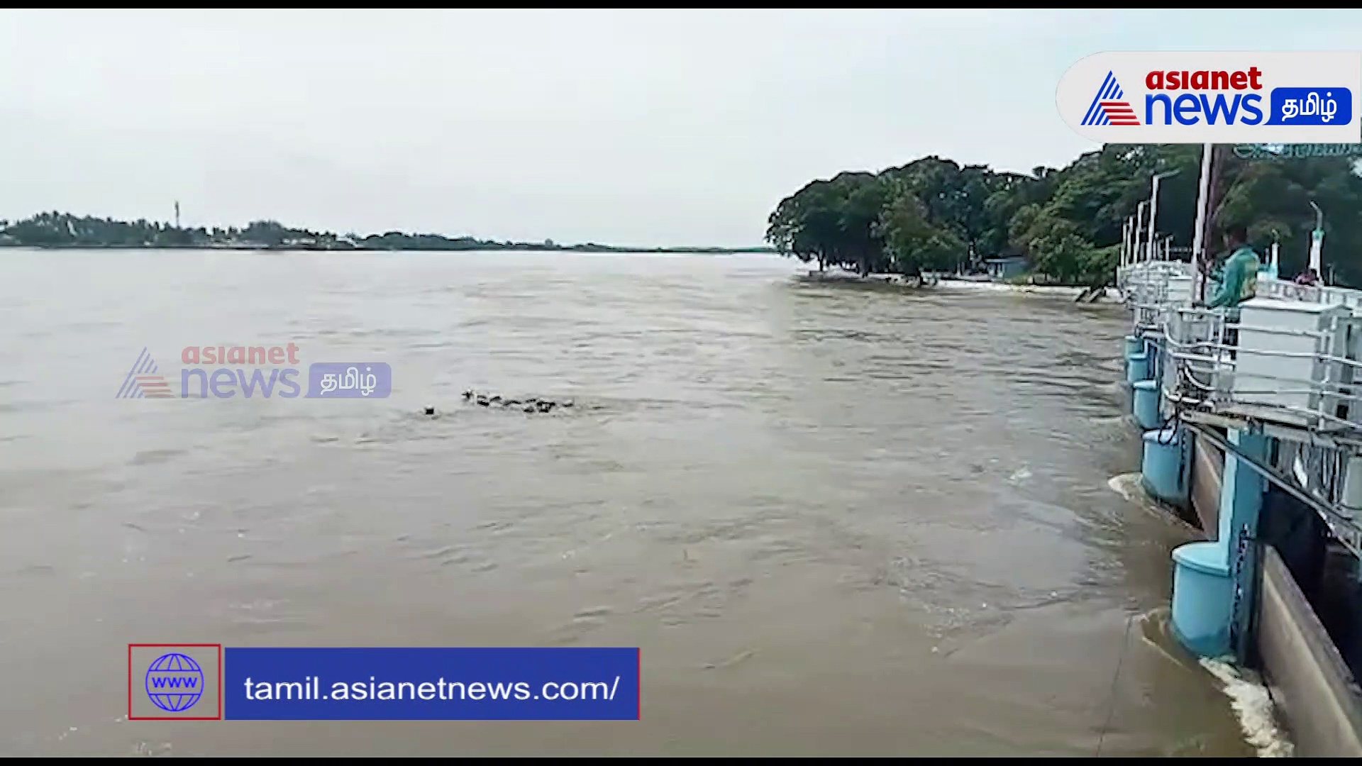 மேட்டூரில் கூடுதல் தண்ணீர் திறப்பு.. கல்லணையில் அடித்து செல்லப்பட்ட 16 மாடுகள் - வைரல் வீடியோ