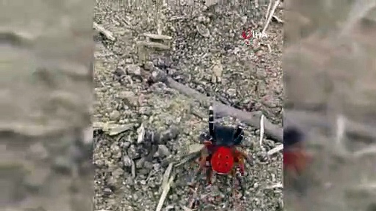 Bu 'uğur böceği' o kadar da masum değil