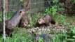 Giant Otter Babies at Yorkshire Wildlife Park