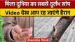 Maharashtra: Thane में मिला दुर्लभ सांप, कोबरा से भी है जहरीला,देखें वीडियो | वनइंडिया हिंदी *News