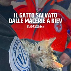 Kiev, gatto salvato dai soccorritori