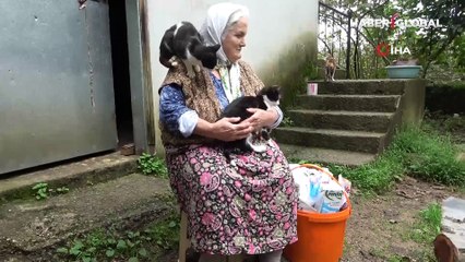 Çocuk sevgisini kedilerde buldu! Evinin bir katını barınak yaptı