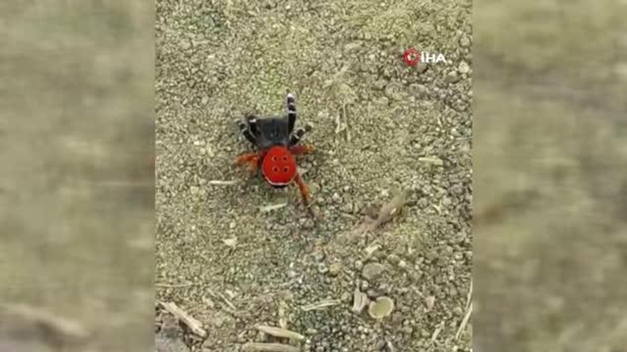 Elazığ gündem: Elazığ'da halk arasında zehirli uğur böceği örümceği olarak bilinen 'Esus Cinnaberinus' görüldü