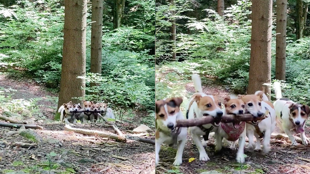 'Team Work' five adorable dogs run forward while holding small stick together