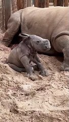 White rhino born at Blair Drummond Safari Park