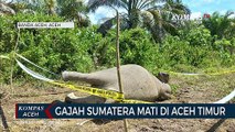 Gajah Sumatera Mati di Aceh Timur