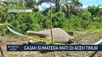 Gajah Sumatera Mati di Aceh Timur