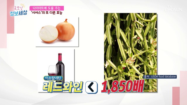 탄수화물과 지방 흡수 억제를 돕는 시서스 속 성분들! TV CHOSUN 221018 방송
