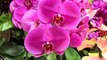 U.S. Rejects Taiwan Orchid Shipments After Finding Weeds - TaiwanPlus News