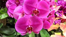 U.S. Rejects Taiwan Orchid Shipments After Finding Weeds - TaiwanPlus News