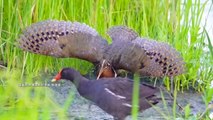Mating Season for Iconic Yilan Wading Bird the Greater Painted-Snipe - TaiwanPlus News