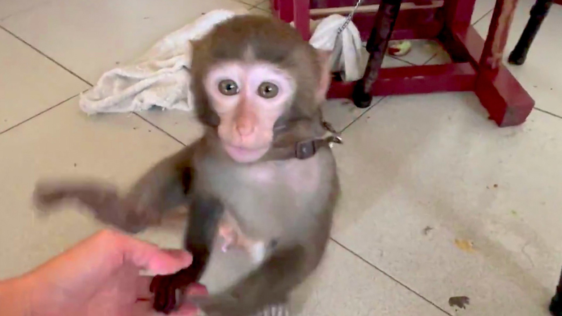 ⁣Taiwan Bans Raising Macaques - TaiwanPlus News