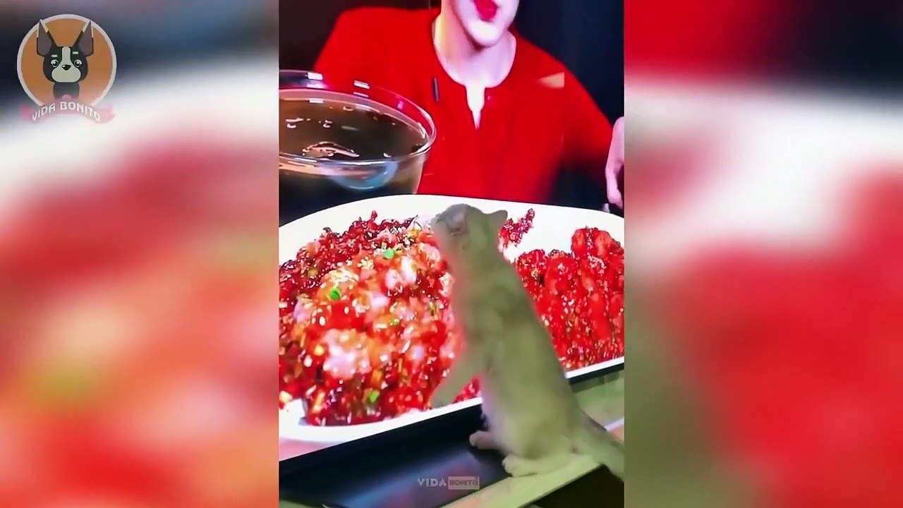 Animais engraçados 2022 - Cães e gatos engraçados - Episódio 06 - funny animais