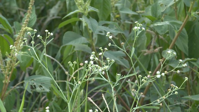 Experts assessing the risks posed by non-native plants - TaiwanPlus News