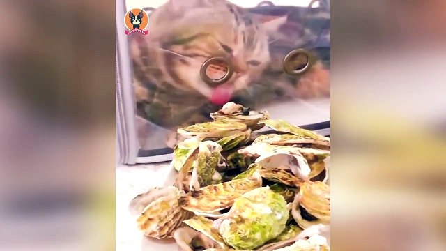 Animais engraçados 2022 - Cães e gatos fofos fazendo coisas engraçadas #4 - funny