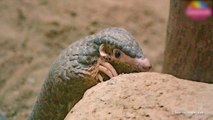 Endangered Pangolin Finds New Home at Taipei Zoo - TaiwanPlus News