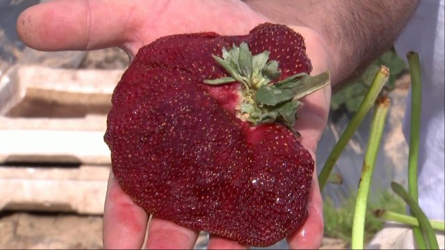 Guinness Confirms World S Heaviest Strawberry Taiwanplus News Video Dailymotion