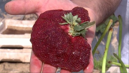 Guinness Confirms World’s Heaviest Strawberry - TaiwanPlus News