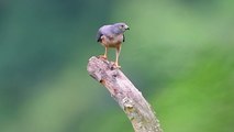 Thousands of Chinese Sparrowhawks Seen Heading South for Winter - TaiwanPlus News