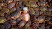 Turning Invasive Green Crabs into Whiskey - TaiwanPlus News