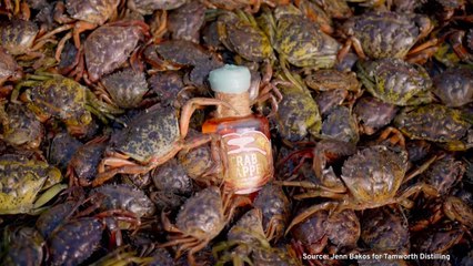Turning Invasive Green Crabs into Whiskey - TaiwanPlus News