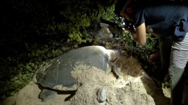 Climate Change Threatens Haven for Sea Turtles - TaiwanPlus News